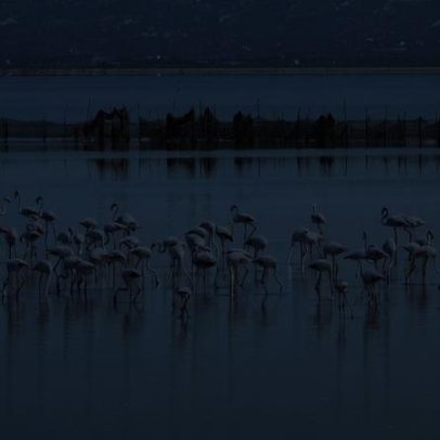Revolução Flamingo tenta impedir resort ligado a Kushner em delta da Albânia