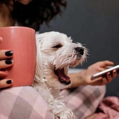 Google Nest reconhece animais de estimação em casa