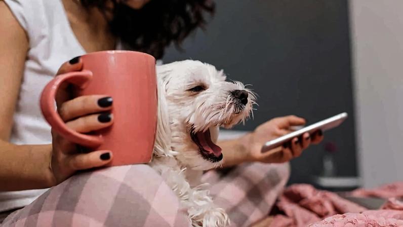 Google Nest reconhece animais de estimação em casa