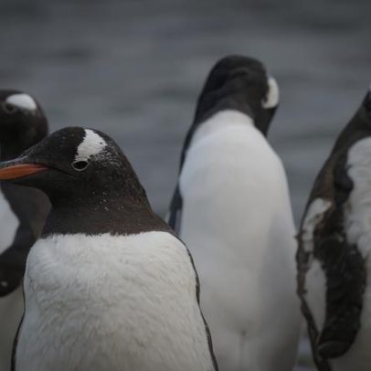 Material inspirado em pinguins avança no gerenciamento térmico e eletromagnético