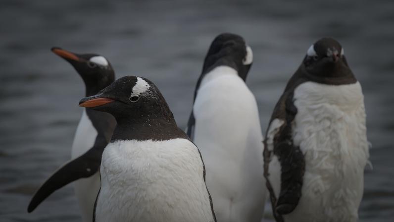Material inspirado em pinguins promete revolucionar gerenciamento térmico e eletromagnético