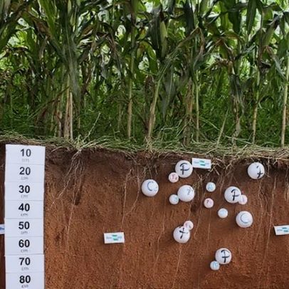 Modelo brasileiro promete destravar créditos de carbono na agricultura tropical