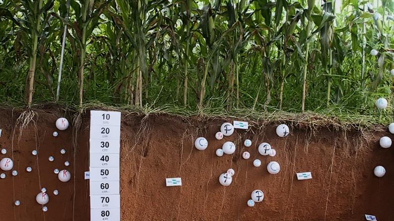 Estudo sobre carbono é inédito