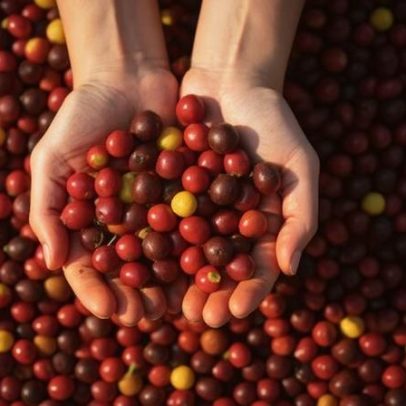 Café Arábica sobe com problemas climáticos; açúcar e cacau também sobem