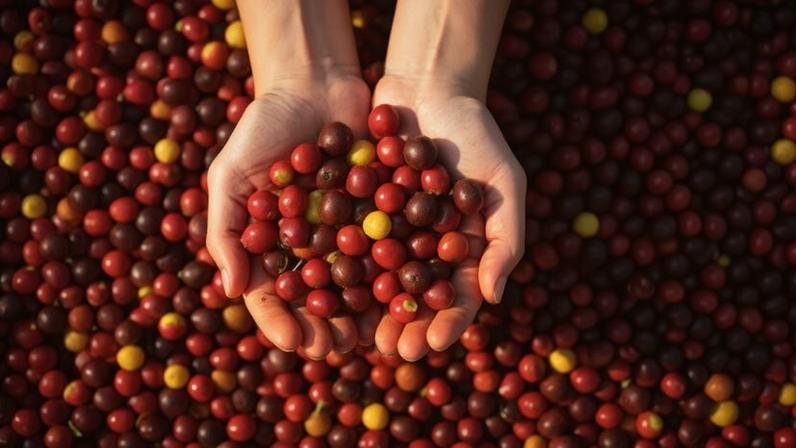 Café Arábica sobe com problemas climáticos; açúcar e cacau também sobem