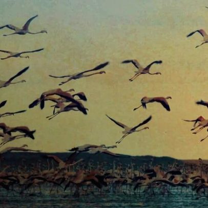 Linhas de energia ameaçam flamingos migratórios icônicos do Sri Lanka
