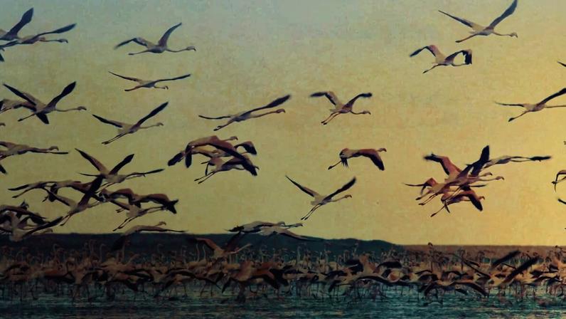Flamingos killed by power line collision in Mannar, Sri Lanka.