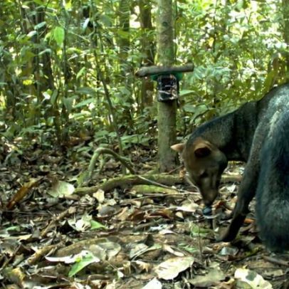 Cachorro fantasma da Amazônia revela o valor das florestas intactas