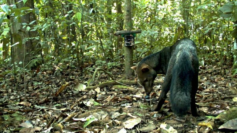 The short-eared dog inhabits the Amazon and prefers untouched forests. Image courtesy of Guido Ayala & María Viscarra/WCS Bolivia.