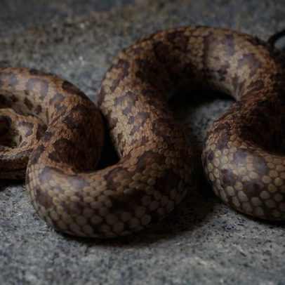 DNA de museu revela novas pit vipers do Himalaia, estudo diz
