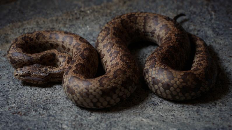 DNA de museu revela novas pit vipers do Himalaia, estudo diz