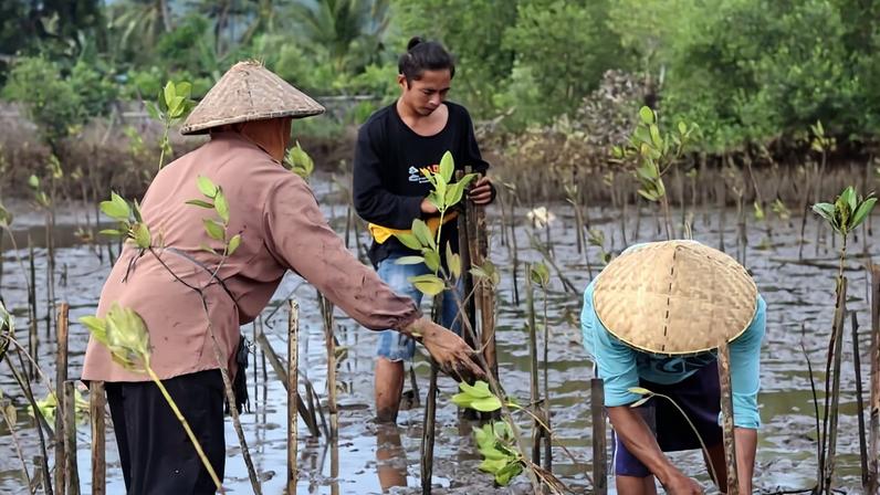 Pescadores de Lombok ligam segurança alimentar à reflorestação de manguezais