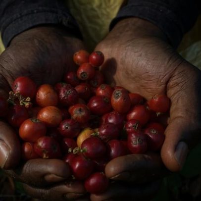 Café resistente ao clima: diversificação além de Arábica e Robusta