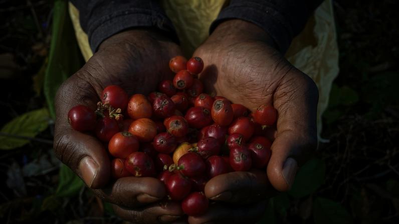 Café resistente ao clima: diversificação além de Arábica e Robusta