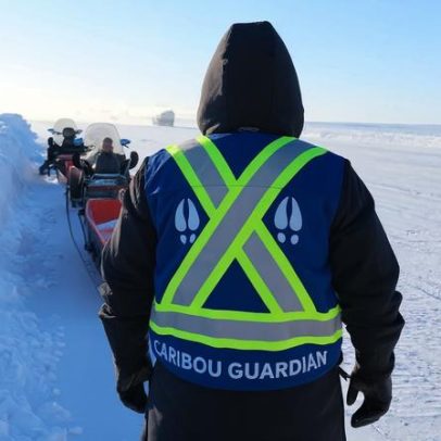 Canadá planeja rodovia no Ártico; guardiões indígenas tentam entender o caribu