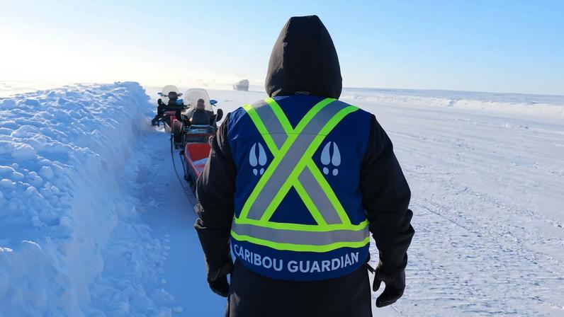 Canadá planeja rodovia no Ártico; guardiões indígenas tentam entender o caribu