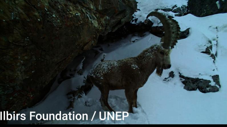 Banner image of an Asiatic ibex (*Capra sibirica*) in the mountains, a key prey of snow leopards. Camera trap photo courtesy of Ilbirs Foundation/UNEP.