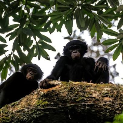 Quatro anos para conquistar a confiança: habituando bonobos no Salonga