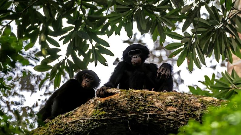 Quatro anos para conquistar a confiança: habituando bonobos no Salonga