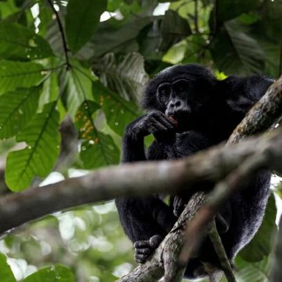 Rastreadores devem conquistar a confiança dos bonobos antes de turistas
