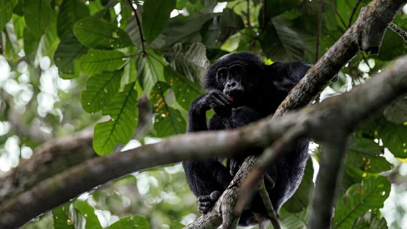 Rastreadores devem conquistar a confiança dos bonobos antes de turistas