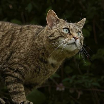 O gato-selvagem europeu retorna em algumas regiões