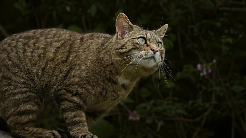 A European wildcat in Scotland, where 46 captive-bred wildcats have been released as part of an ongoing reintroduction project. Image courtesy of Saving Wildcats.