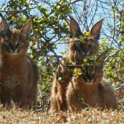 Iscas tóxicas de controle de roedores ameaçam felinos e outras espécies