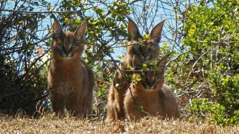 Iscas tóxicas de controle de roedores ameaçam felinos e outras espécies