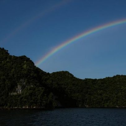 Pesquisa vê restauração em terra e mar após remoção de rato da ilha