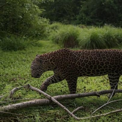 Busca por reconectar floresta tropical ameaçada na África Ocidental
