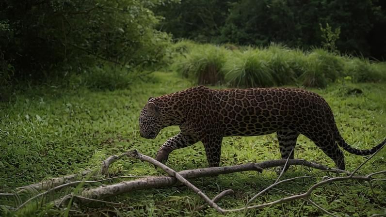 Busca por reconectar floresta tropical ameaçada na África Ocidental