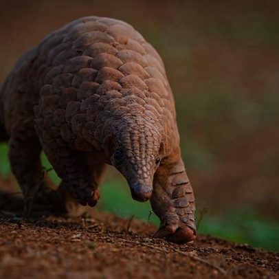 Pangolins ameaçados perdem habitat no Paquistão