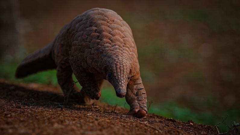 Pangolins ameaçados perdem habitat no Paquistão