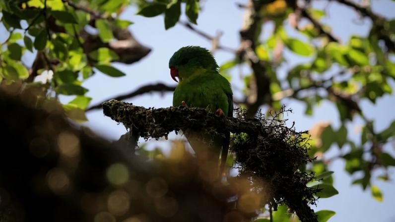 Banner image of a Blue-fronted Lorikeet. Photo by John C. Mittermeier.