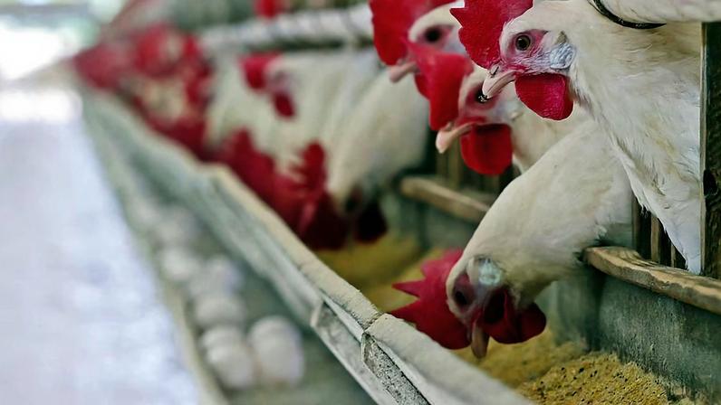Galinhas se alimentam em granja no Paraná: milho e farelo de soja, que respondem por mais de 70% do custo de produção do setor, estão disponíveis sem pressão de oferta em 2026. (Foto: Orlando Kissner)