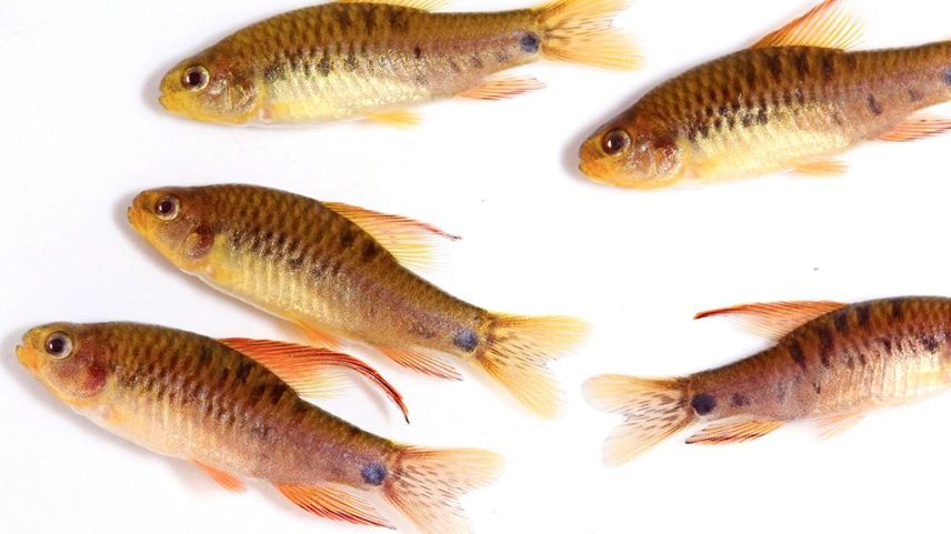 Por que os peixes não têm pelos? Entenda a adaptação da pele