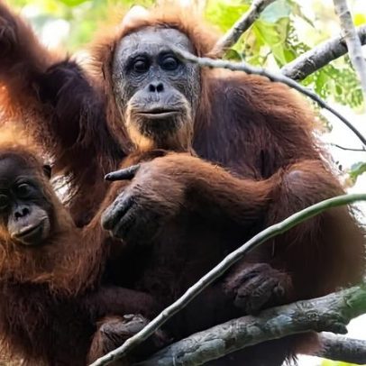Deslizamentos climáticos matam 58 orangotangos de Tapanuli, estudo aponta