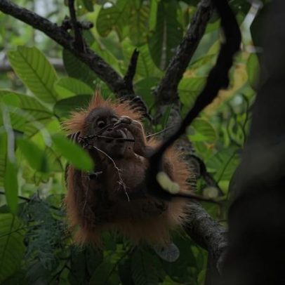 Grupo ambiental atua em ação para proteger orangotangos e tigres na Indonésia