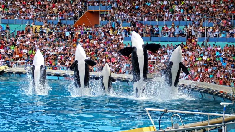 Orcas performing in a show at Marineland Antibes in 2013.