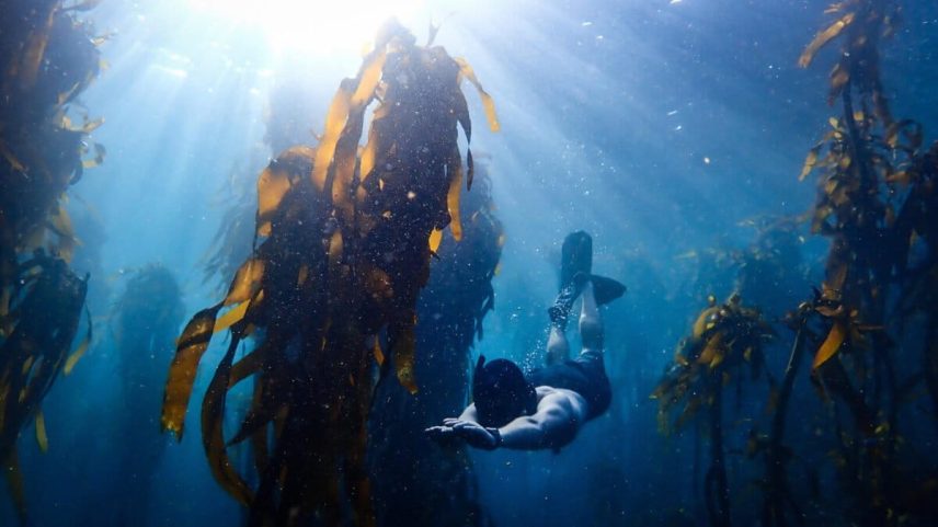 Áreas marinhas protegidas atingem 10% do oceano em 2026, Dia Mundial dos Oceanos