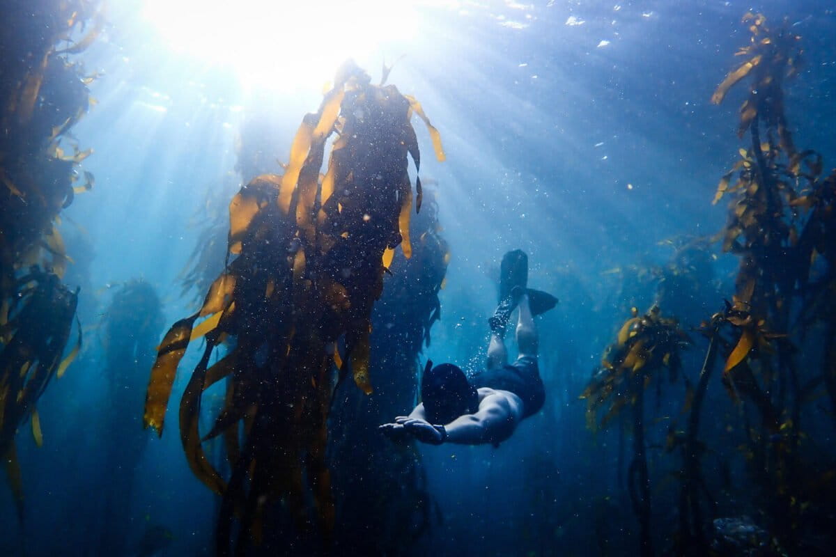 Jannes Landschoff diving in the Great African Seaforest. Image courtesy of Jannes Landschoff.