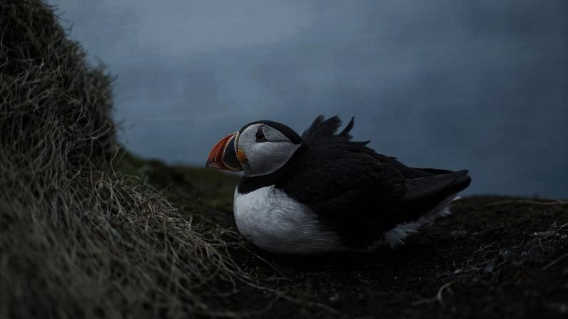 Atlantic Puffin, Norway. Image courtesy of Ujval Pasupuleti / Ocean Image Bank.