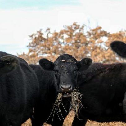 Praga retorna e preocupa pecuaristas no Texas, ameaçando o rebanho dos EUA