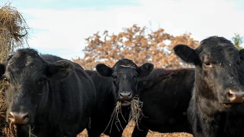 Reaparecimento da praga ocorre em momento de oferta restrita de bovinos nos EUA e aumenta a preocupação com custos, produtividade e preços da carne.