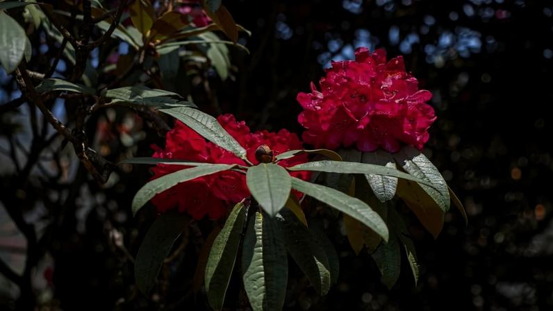 Rhododendron flowers in bloom. Image by Nirmal Dulal via Wikimedia Commons (CC BY-SA 4.0).