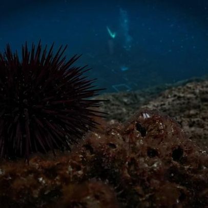 Como prato popular de espaguete ameaça o ecossistema marinho da Itália