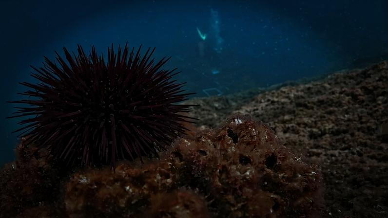 Purple sea urchin on the Gaiola MPA sea floor. Image courtesy of Maurizio Simeone.