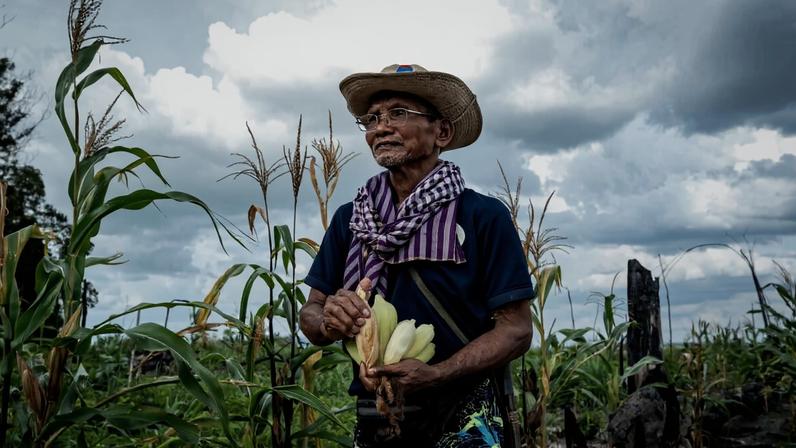 Ruos Lim, 71, a Kuy Indigenous community leader, harvests corn he planted at the L4 station in Beng Per Wildlife Sanctuary