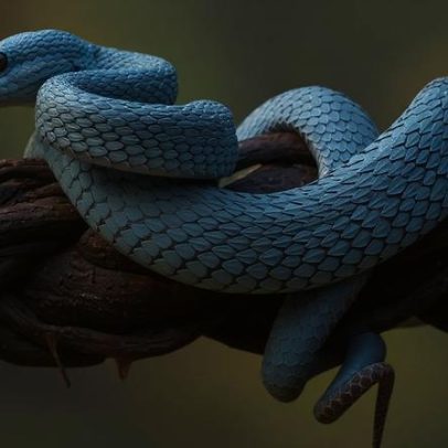 Os 21 animais que mais causam mortes humanas